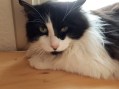 Boris (1)